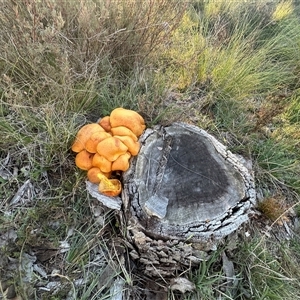 Gymnopilus junonius at Yass River, NSW - 27 May 2024