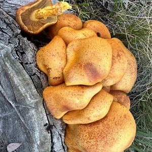 Gymnopilus junonius at Yass River, NSW - 27 May 2024