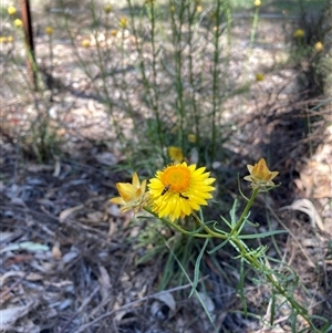 Xerochrysum viscosum at Hackett, ACT - 27 Oct 2024