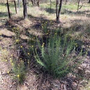 Xerochrysum viscosum at Hackett, ACT - 27 Oct 2024