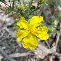 Hibbertia calycina (Lesser Guinea-flower) at Yass River, NSW - 9 Oct 2024 by SueMcIntyre
