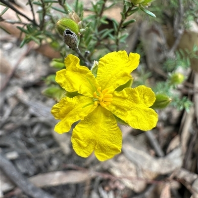 Hibbertia calycina (Lesser Guinea-flower) at Yass River, NSW - 9 Oct 2024 by SueMcIntyre