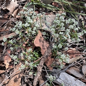 Poranthera microphylla at Yass River, NSW - 26 Oct 2024 10:14 AM