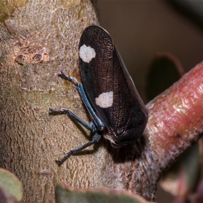 Eurymela distincta (Gumtree leafhopper) at Bredbo, NSW - 30 Oct 2024 by AlisonMilton