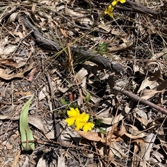 Goodenia hederacea subsp. hederacea (Ivy Goodenia, Forest Goodenia) at Hackett, ACT - 27 Oct 2024 by waltraud