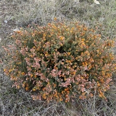 Pultenaea setulosa at Yass River, NSW - 14 Oct 2024 by SueMcIntyre