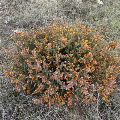 Pultenaea setulosa at Yass River, NSW - 15 Oct 2024 by SueMcIntyre