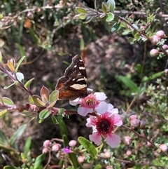 Vanessa itea (Yellow Admiral) at Hackett, ACT - 24 Oct 2024 by waltraud