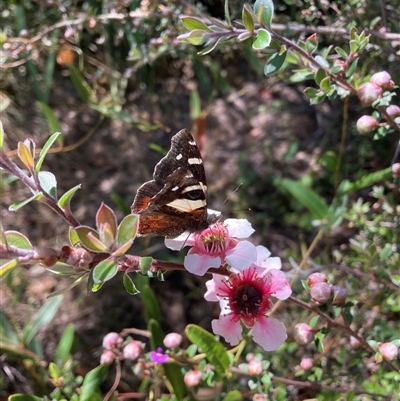 Vanessa itea (Yellow Admiral) at Hackett, ACT - 24 Oct 2024 by waltraud