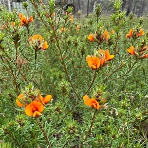 Pultenaea subspicata at Yass River, NSW - 23 Oct 2024 11:39 AM