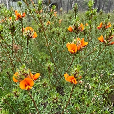 Pultenaea subspicata (Low Bush-pea) at Yass River, NSW - 23 Oct 2024 by SueMcIntyre