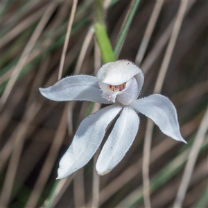 Caladenia alpina at Brindabella, ACT - 30 Oct 2024