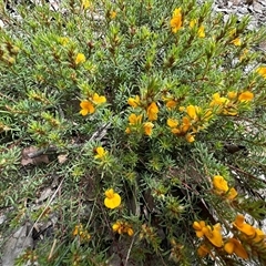 Pultenaea subspicata (Low Bush-pea) at Yass River, NSW - 23 Oct 2024 by SueMcIntyre