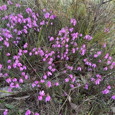 Tetratheca bauerifolia (Heath Pink-bells) at Yass River, NSW - 9 Oct 2024 by SueMcIntyre