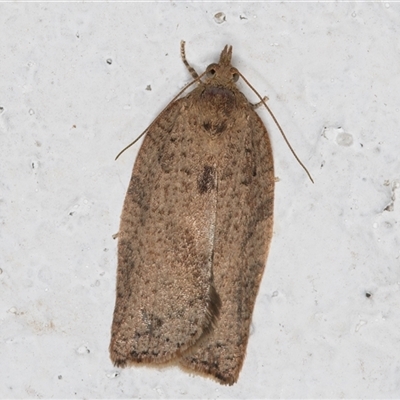 Meritastis laganodes (A Tortrix moth) at Melba, ACT - 29 Oct 2024 by kasiaaus