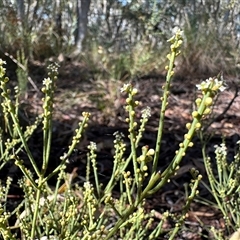 Choretrum pauciflorum (Dwarf Sour Bush) at Yass River, NSW - 4 Oct 2024 by SueMcIntyre