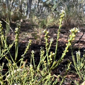 Choretrum pauciflorum at Yass River, NSW - 5 Oct 2024