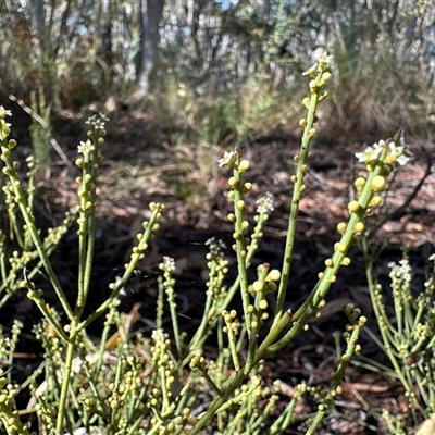 Choretrum pauciflorum (Dwarf Sour Bush) at Yass River, NSW - 4 Oct 2024 by SueMcIntyre