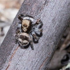 Euophryinae sp.(Striped Capuchin- undescribed) (Striped Capuchin Jumping Spider) at Bredbo, NSW - 30 Oct 2024 by AlisonMilton