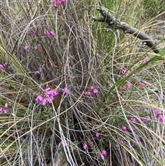 Tetratheca bauerifolia (Heath Pink-bells) at Booth, ACT - 23 Oct 2024 by waltraud