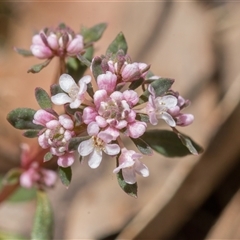 Poranthera microphylla (Small Poranthera) at Brindabella, NSW - 30 Oct 2024 by Cmperman