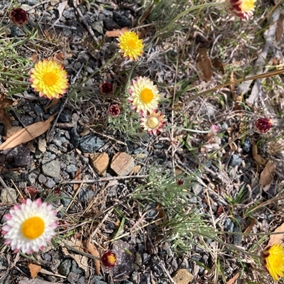 Leucochrysum albicans (Hoary Sunray) at Rendezvous Creek, ACT - 23 Oct 2024 by waltraud