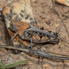 Urnisa sp 1 (eastern Urnisa) at Bredbo, NSW - 29 Oct 2024 by AlisonMilton