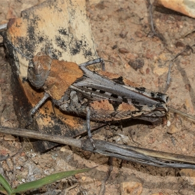 Urnisa sp 1 (eastern Urnisa) at Bredbo, NSW - 30 Oct 2024 by AlisonMilton