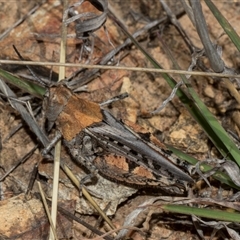 Urnisa sp 1 at Bredbo, NSW - 30 Oct 2024 10:20 AM