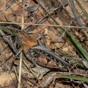 Urnisa sp 1 at Bredbo, NSW - 30 Oct 2024 10:20 AM