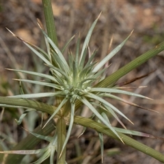 Eryngium ovinum (Blue Devil) at Bredbo, NSW - 30 Oct 2024 by AlisonMilton