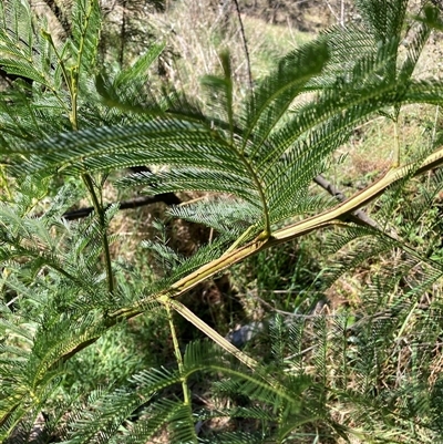 Acacia decurrens (Green Wattle) at Hackett, ACT - 20 Oct 2024 by waltraud