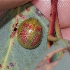 Paropsisterna fastidiosa (Eucalyptus leaf beetle) at Bredbo, NSW - 30 Oct 2024 by AlisonMilton