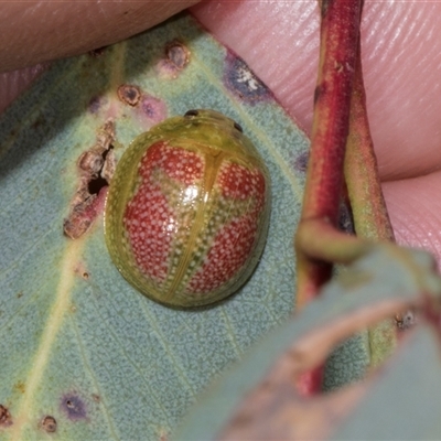 Paropsisterna fastidiosa (Eucalyptus leaf beetle) at Bredbo, NSW - 29 Oct 2024 by AlisonMilton