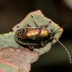 Edusella sp. (genus) (A leaf beetle) at Bredbo, NSW - 30 Oct 2024 by AlisonMilton