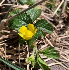 Potentilla indica (Indian Strawberry) at Hackett, ACT - 19 Oct 2024 by waltraud