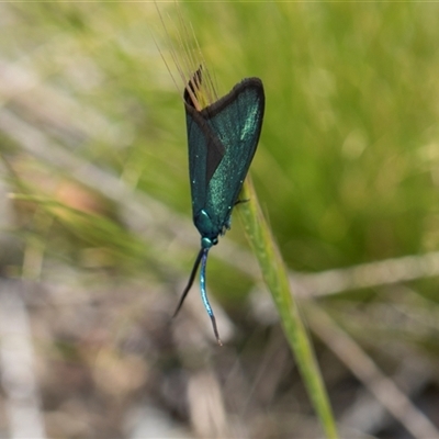 Pollanisus (genus) (A Forester Moth) at Bredbo, NSW - 29 Oct 2024 by AlisonMilton