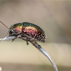 Edusella sp. (genus) (A leaf beetle) at Bredbo, NSW - 29 Oct 2024 by AlisonMilton