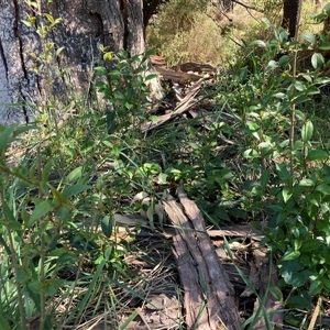 Ligustrum lucidum at Hackett, ACT - 20 Oct 2024 10:12 AM