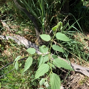 Celtis australis at Hackett, ACT - 20 Oct 2024 10:58 AM