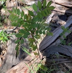 Fraxinus sp. (An Ash) at Hackett, ACT - 19 Oct 2024 by waltraud