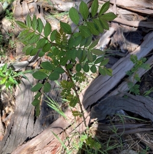 Fraxinus sp. at Hackett, ACT - 20 Oct 2024 10:57 AM