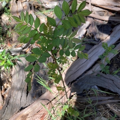 Fraxinus sp. (An Ash) at Hackett, ACT - 19 Oct 2024 by waltraud