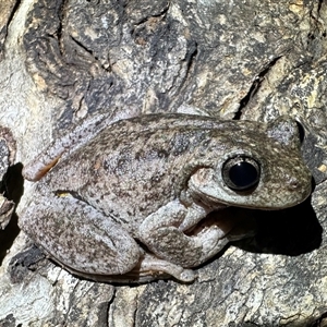 Litoria peronii at Ainslie, ACT - 30 Oct 2024 09:26 PM