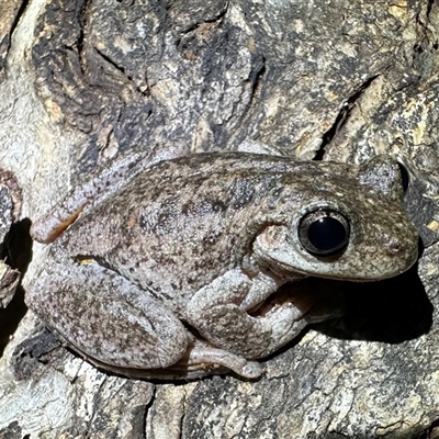 Litoria peronii (Peron's Tree Frog, Emerald Spotted Tree Frog) at Ainslie, ACT - 30 Oct 2024 by Pirom