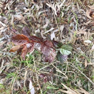 Prunus cerasifera at Hackett, ACT - 27 Oct 2024