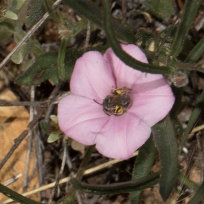 Convolvulus angustissimus subsp. angustissimus (Australian Bindweed) at Bredbo, NSW - 29 Oct 2024 by AlisonMilton