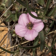 Apiformes (informal group) (Unidentified bee) at Bredbo, NSW - 30 Oct 2024 by AlisonMilton