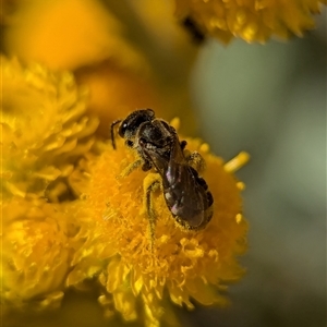 Lasioglossum (Chilalictus) sp. (genus & subgenus) at Holder, ACT - 29 Oct 2024 03:54 PM