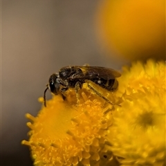 Lasioglossum (Chilalictus) sp. (genus & subgenus) at Holder, ACT - 29 Oct 2024 03:54 PM